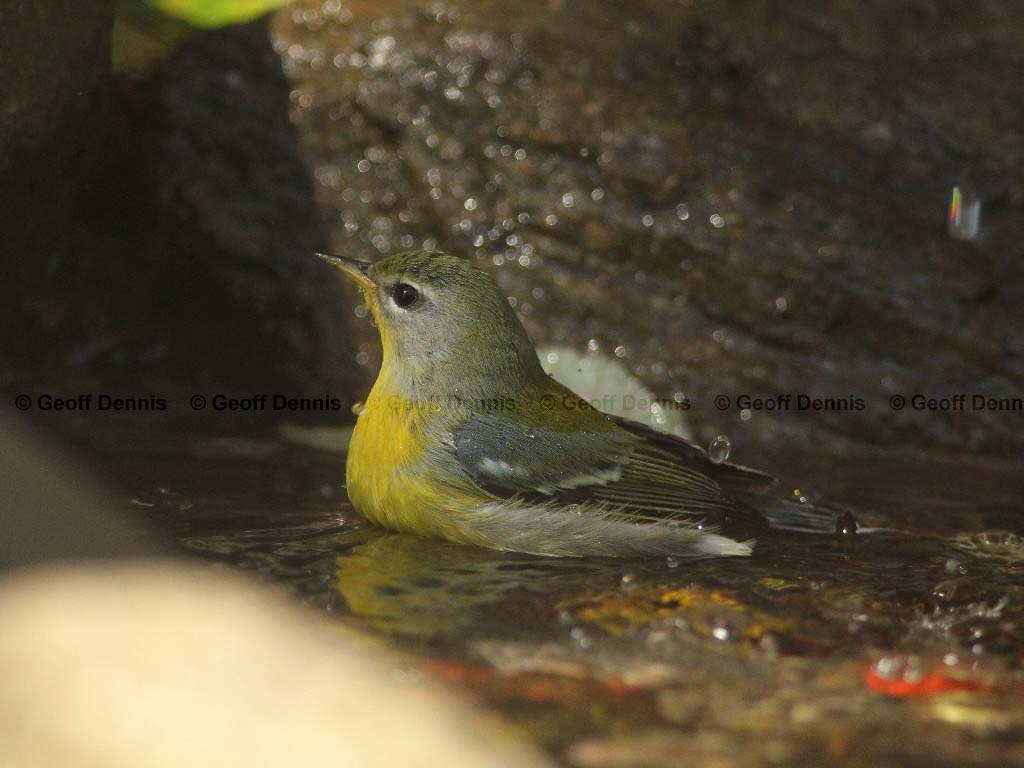 NOPA-AV_Northern-Parula