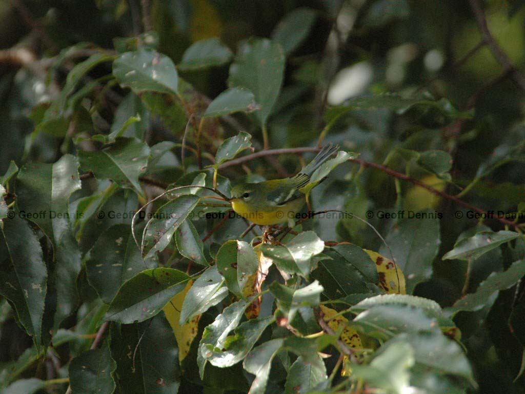 NOPA-AW_Northern-Parula