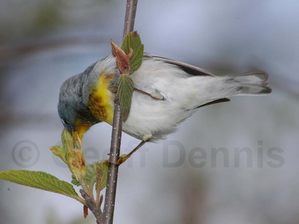 NOPA-AX_Northern-Parula