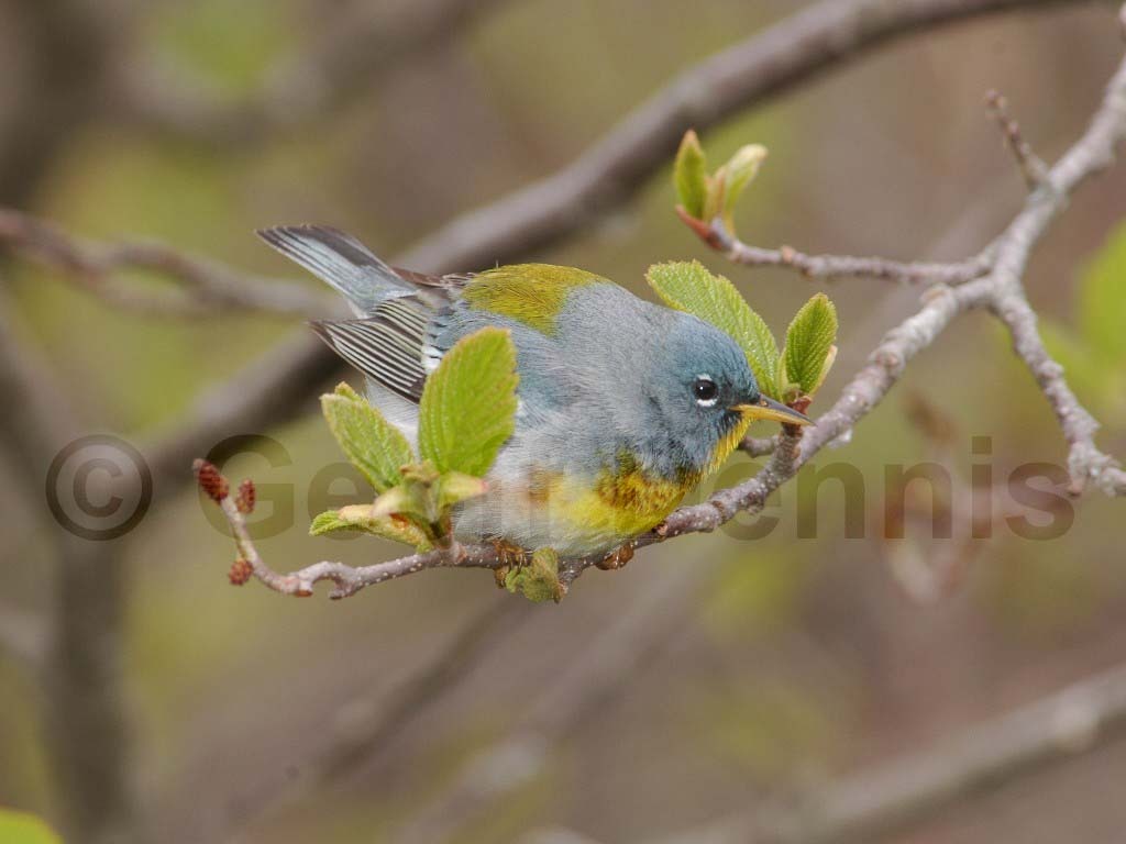 NOPA-AY_Northern-Parula