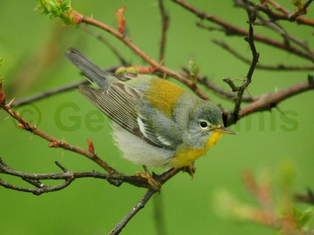 NOPA-AZ_Northern-Parula