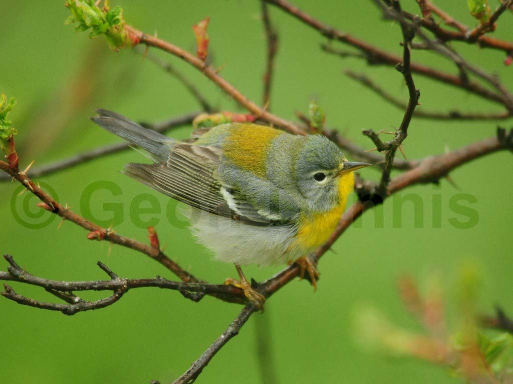 NOPA-BA_Northern-Parula