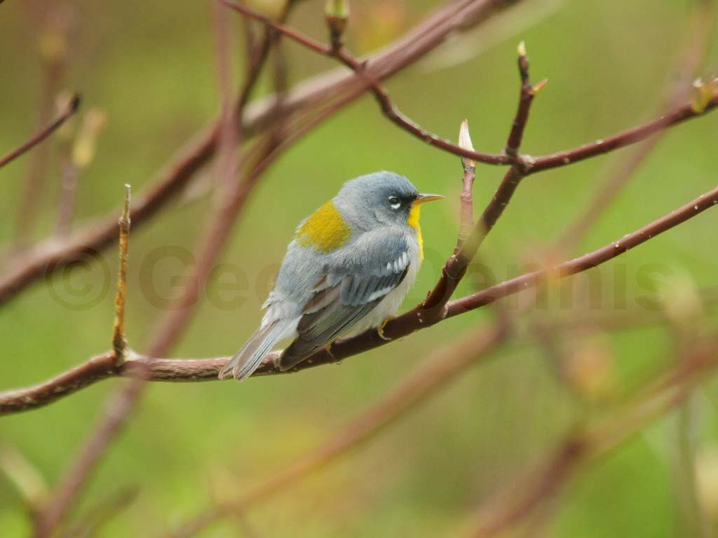 NOPA-BB_Northern-Parula
