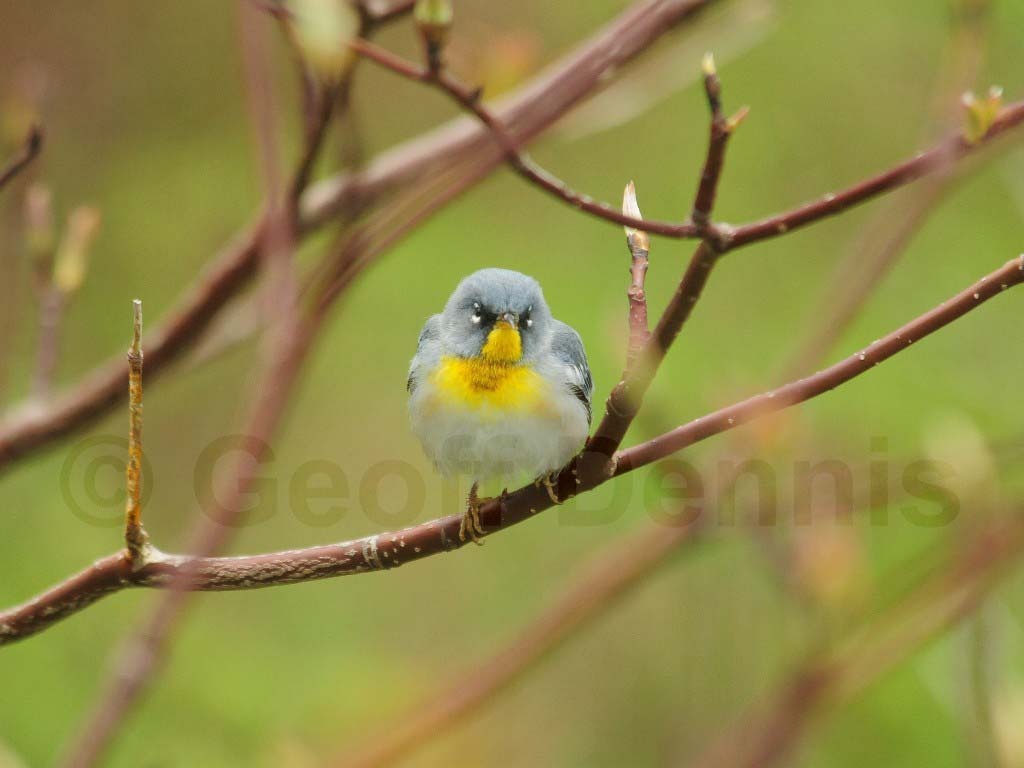 NOPA-BC_Northern-Parula