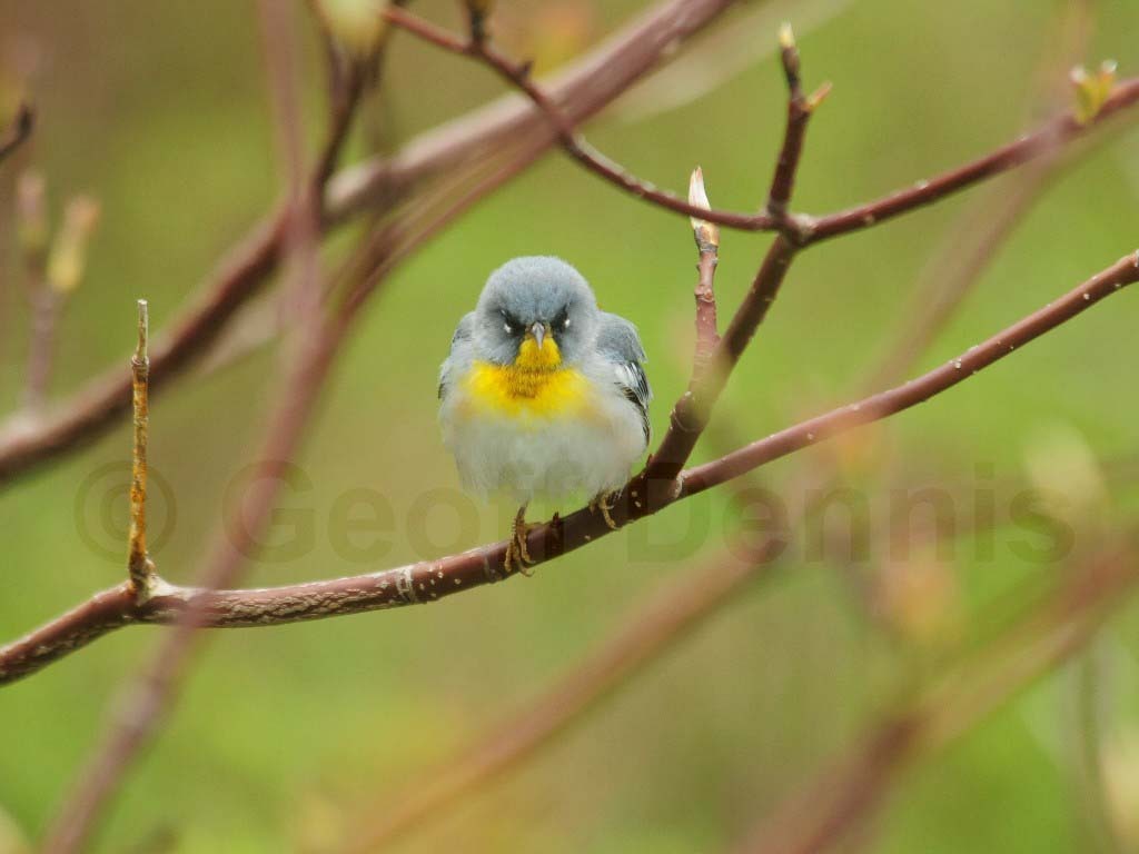 NOPA-BD_Northern-Parula