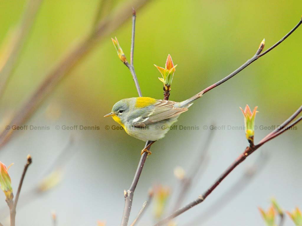 NOPA-BE_Northern-Parula