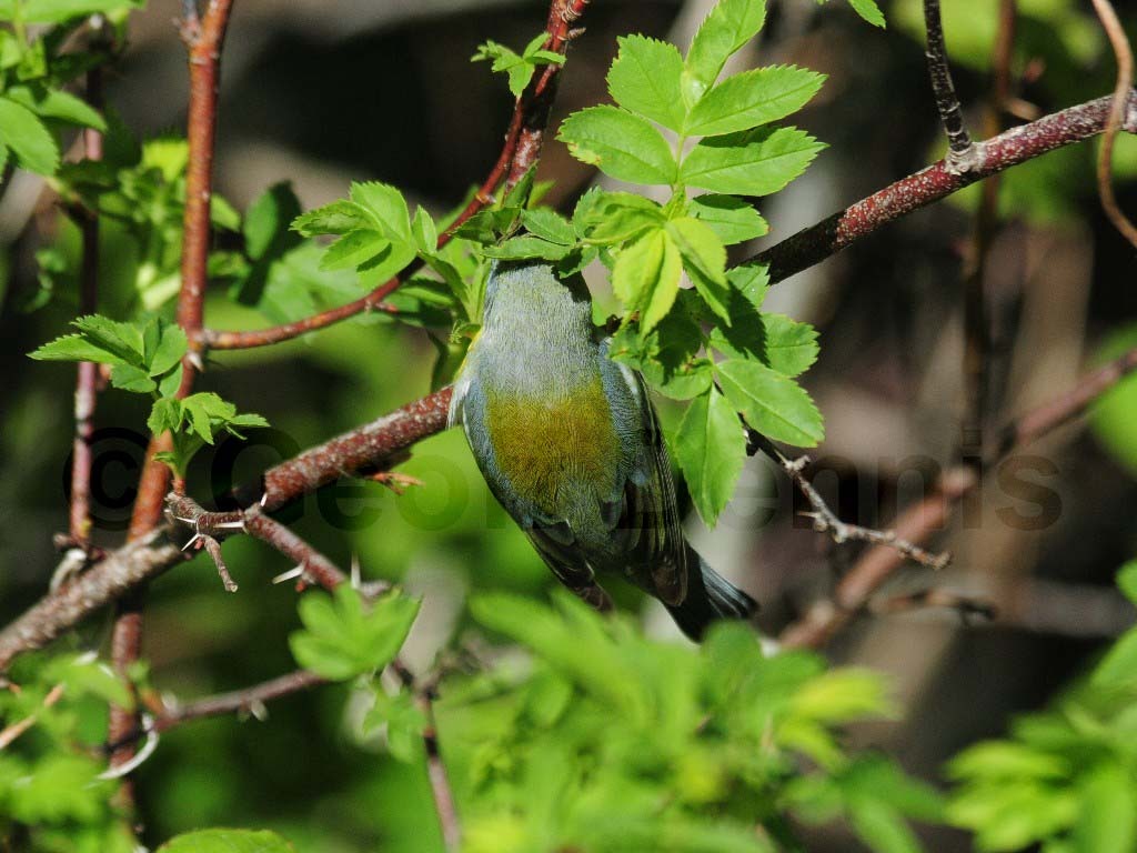 NOPA-BF_Northern-Parula