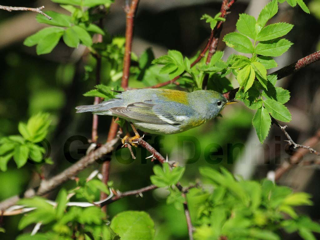 NOPA-BG_Northern-Parula
