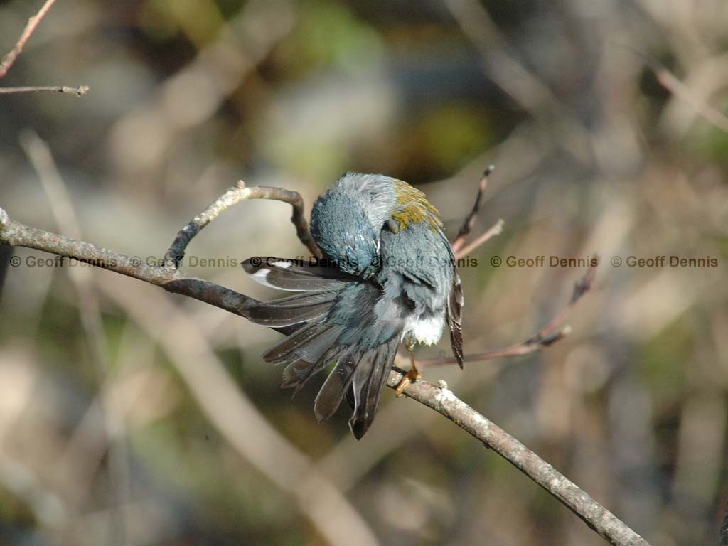 NOPA-BH_Northern-Parula
