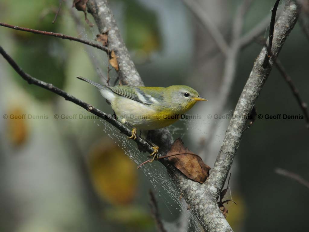 NOPA-BI_Northern-Parula