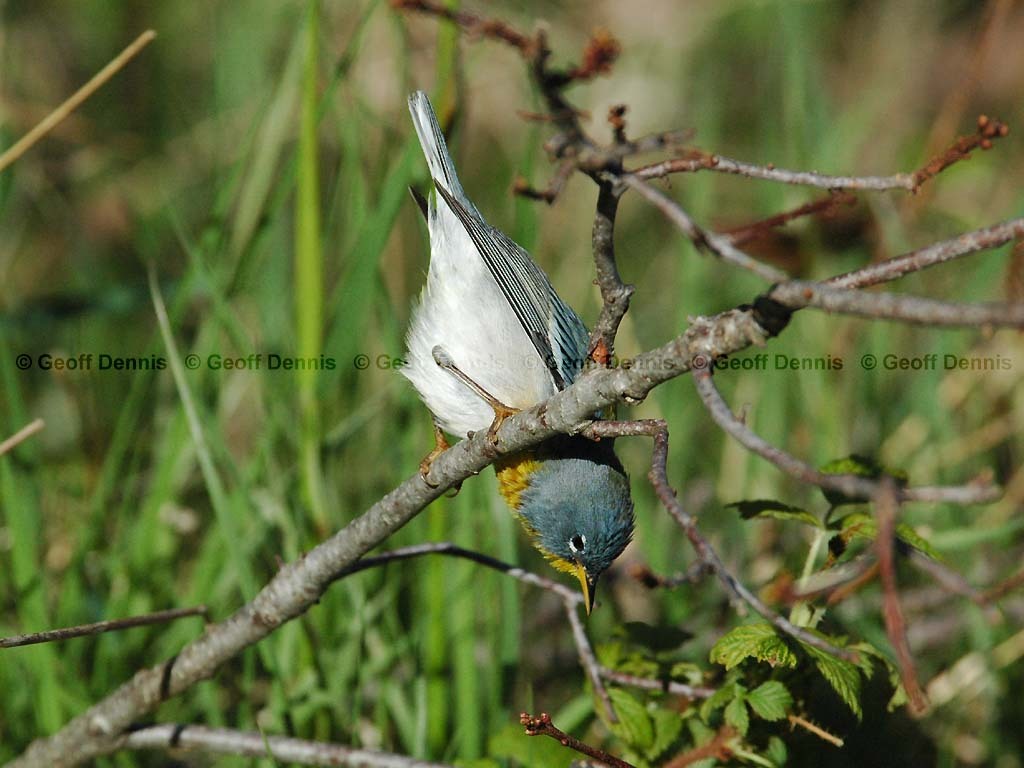NOPA-BJ_Northern-Parula