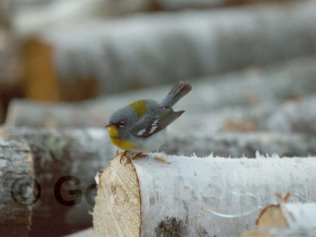 NOPA-BK_Northern-Parula