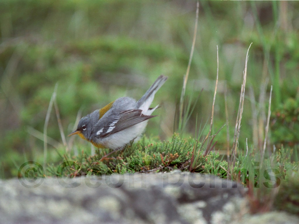 NOPA-BL_Northern-Parula