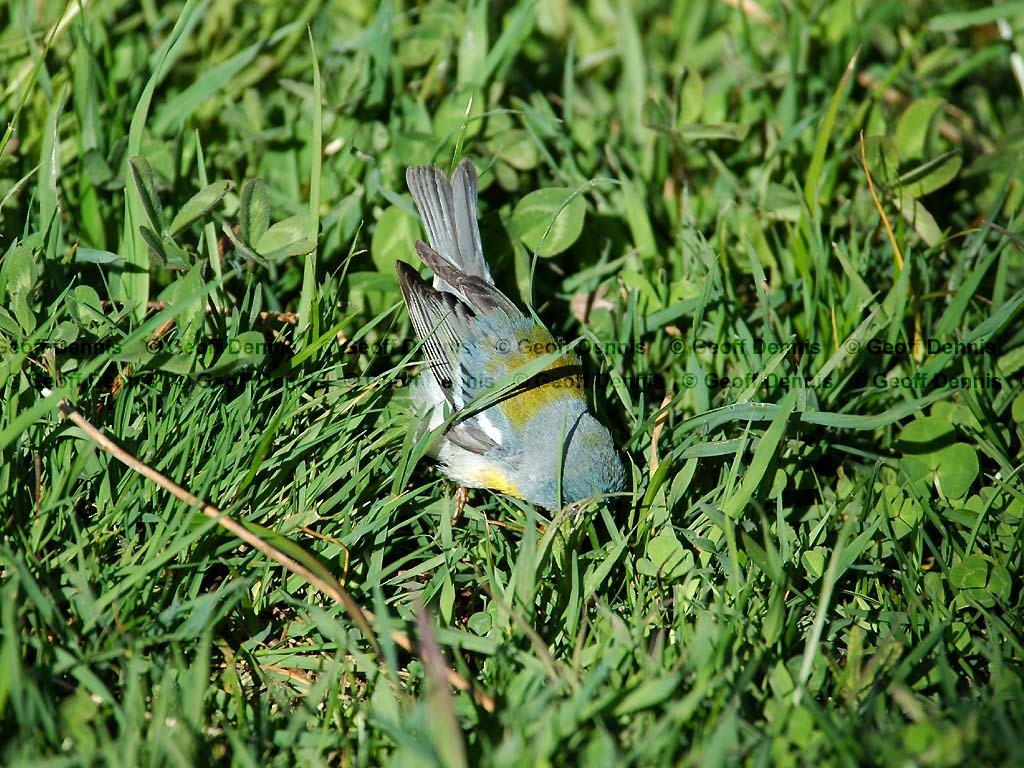 NOPA-BM_Northern-Parula
