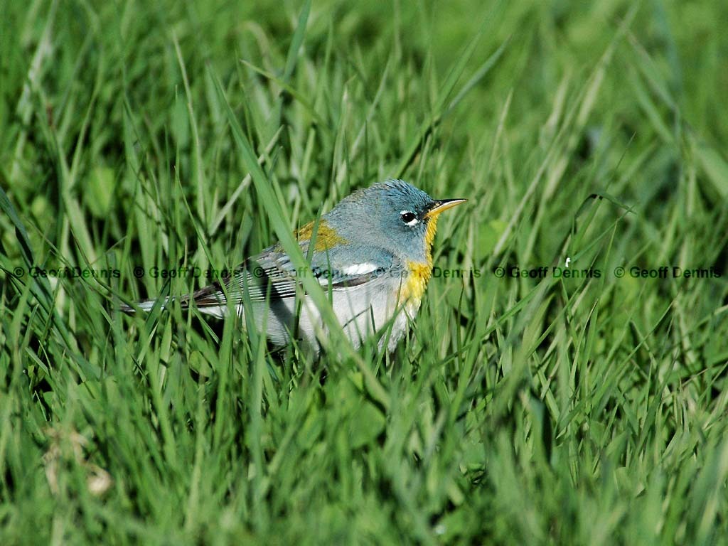 NOPA-BN_Northern-Parula
