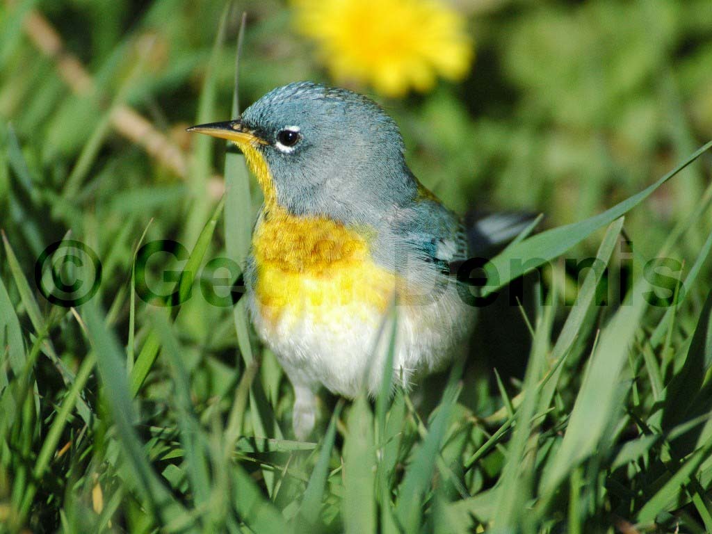 NOPA-BO_Northern-Parula