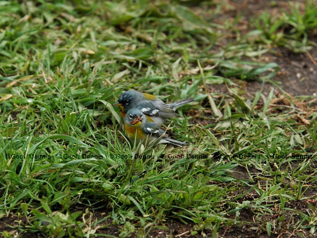 NOPA-BP_Northern-Parula