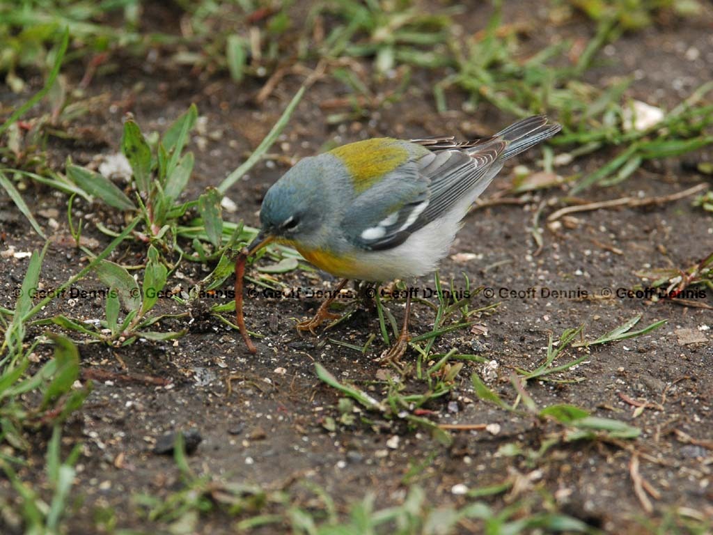 NOPA-BQ_Northern-Parula