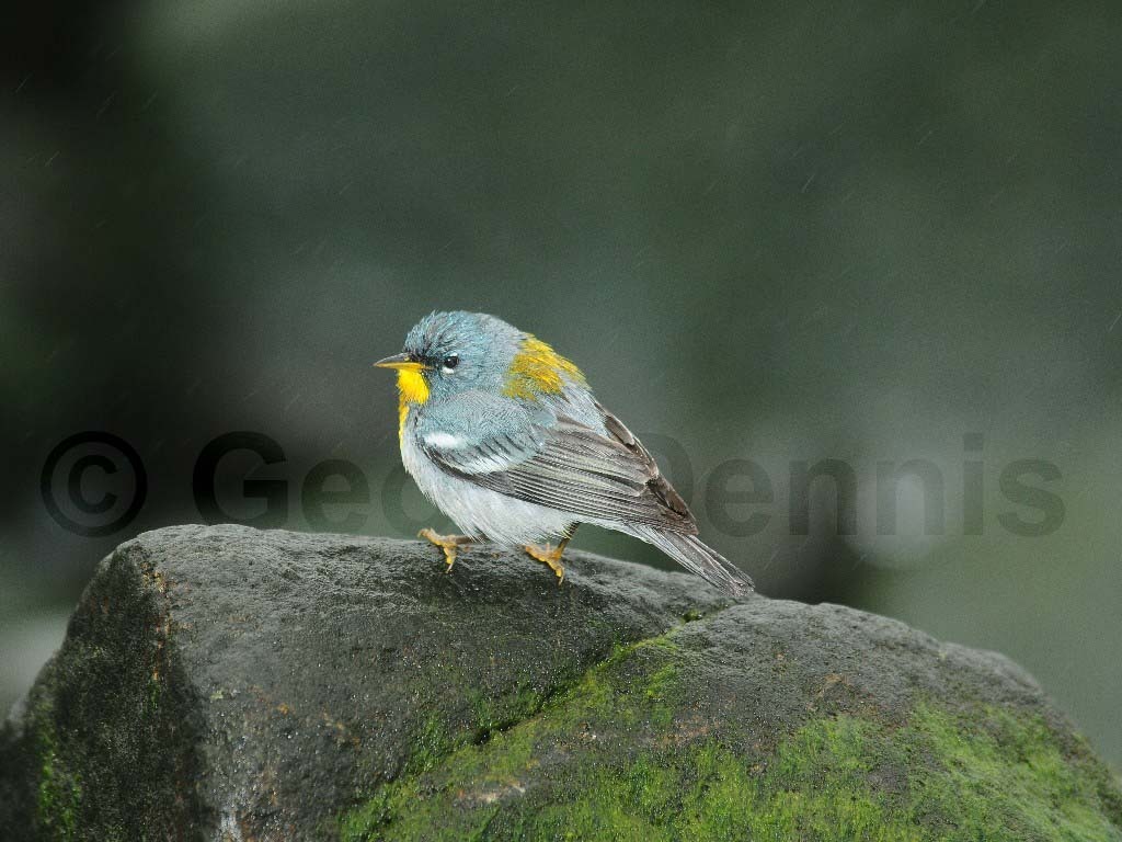 NOPA-BR_Northern-Parula