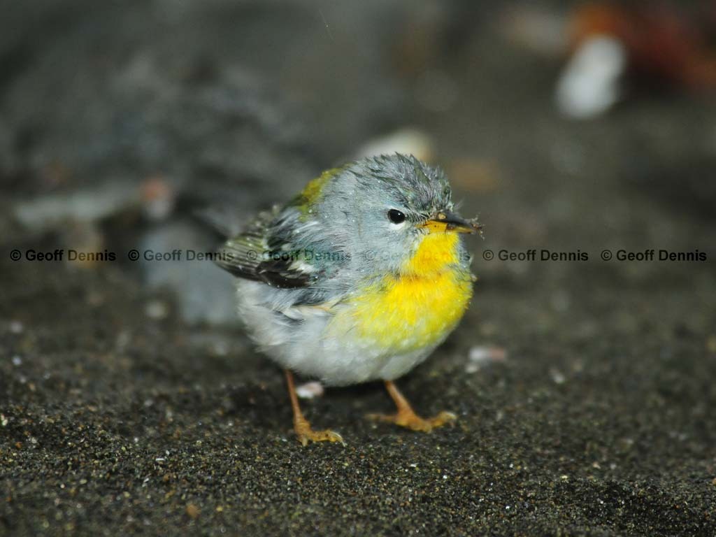NOPA-BS_Northern-Parula