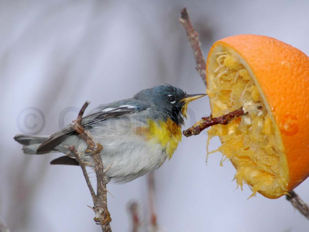 NOPA-BW_Northern-Parula