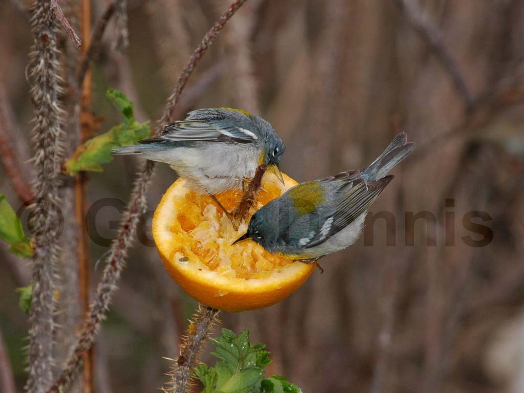 NOPA-BX_Northern-Parula