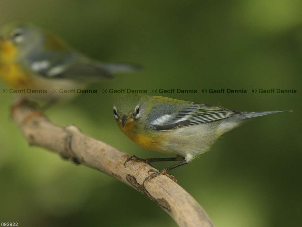 NOPA-CA_Northern-Parula
