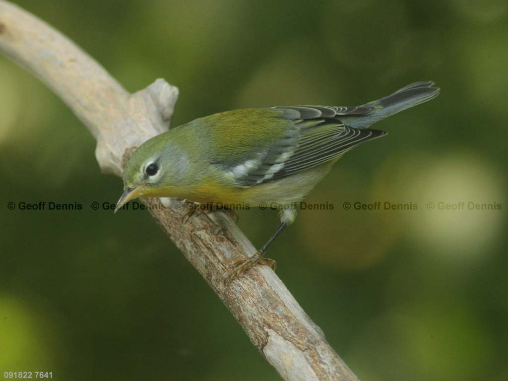 NOPA-CB_Northern-Parula