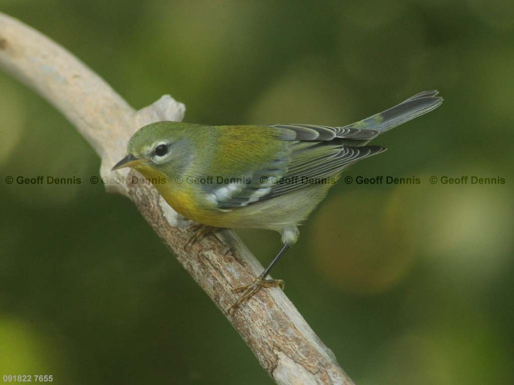 NOPA-CC_Northern-Parula