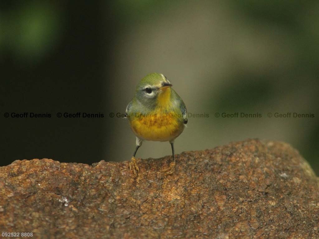 NOPA-CD_Northern-Parula