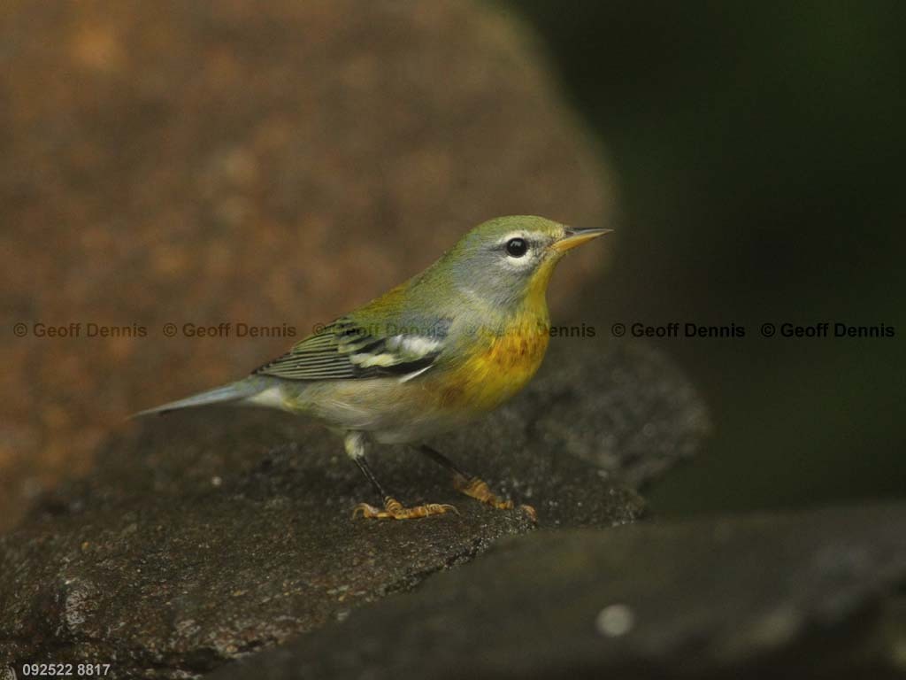 NOPA-CE_Northern-Parula