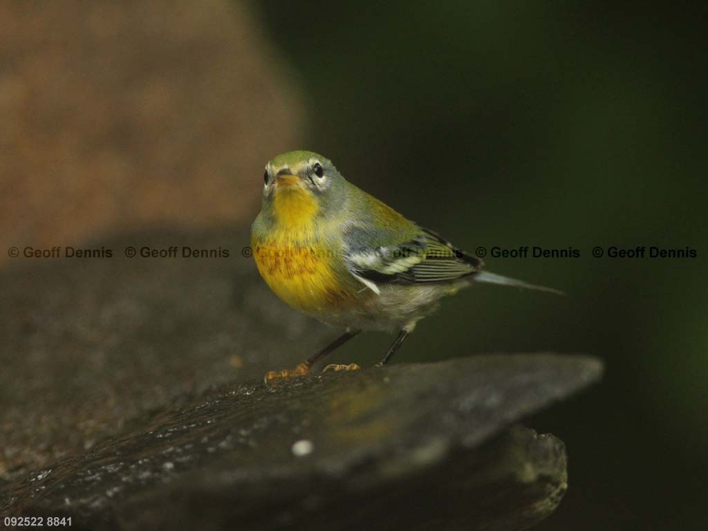 NOPA-CF_Northern-Parula