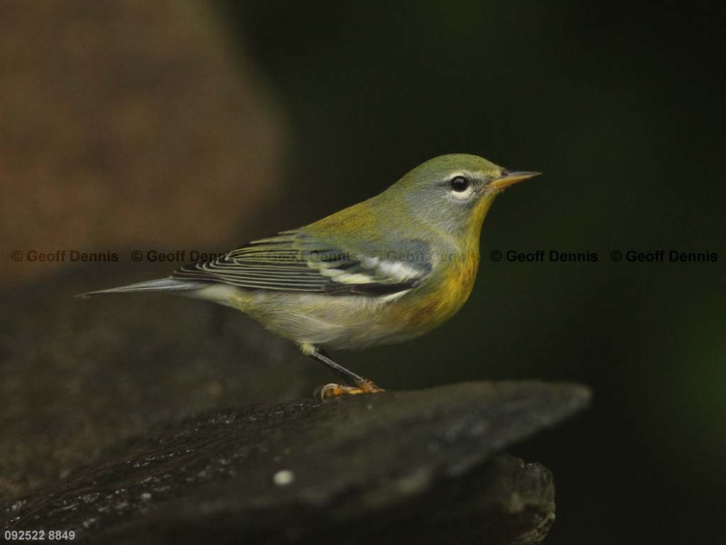 NOPA-CG_Northern-Parula