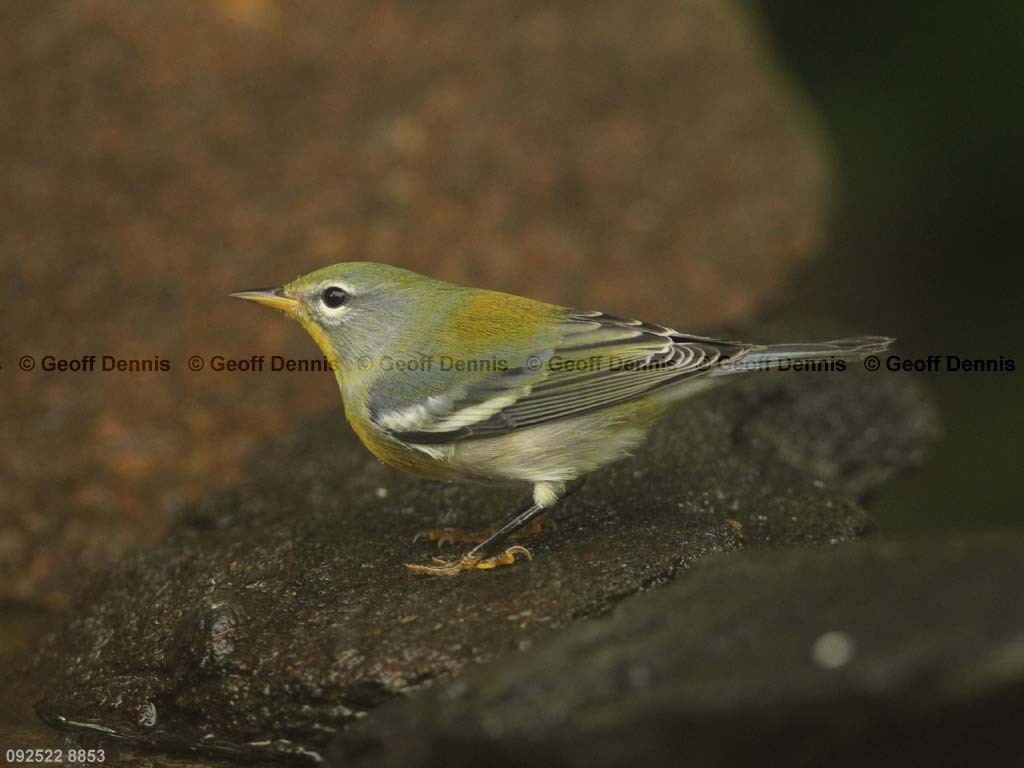 NOPA-CH_Northern-Parula
