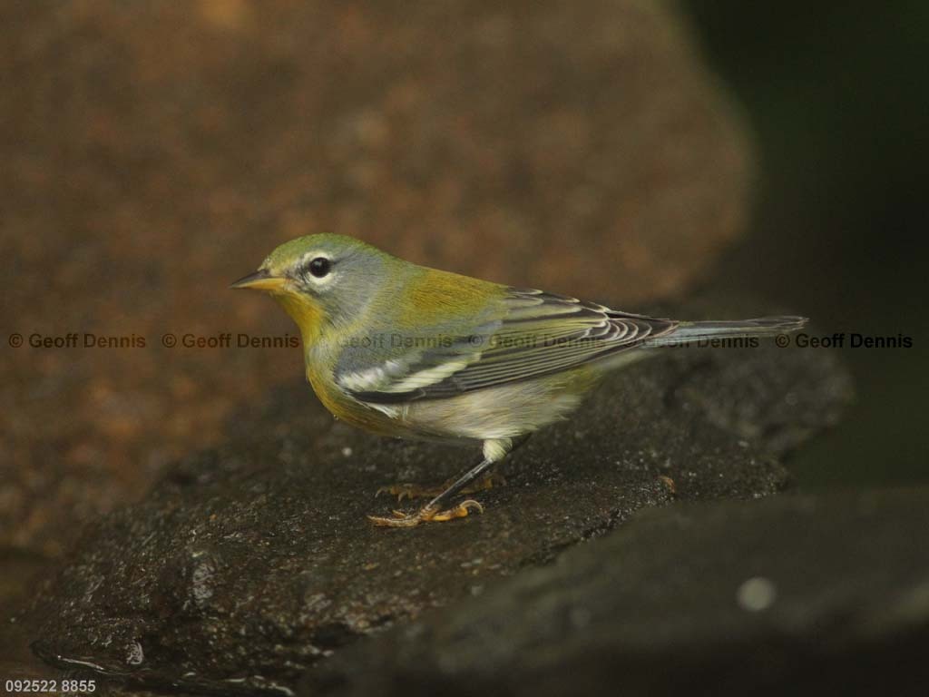 NOPA-CI_Northern-Parula