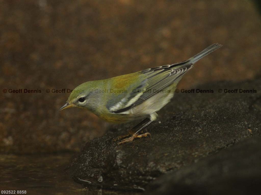 NOPA-CJ_Northern-Parula