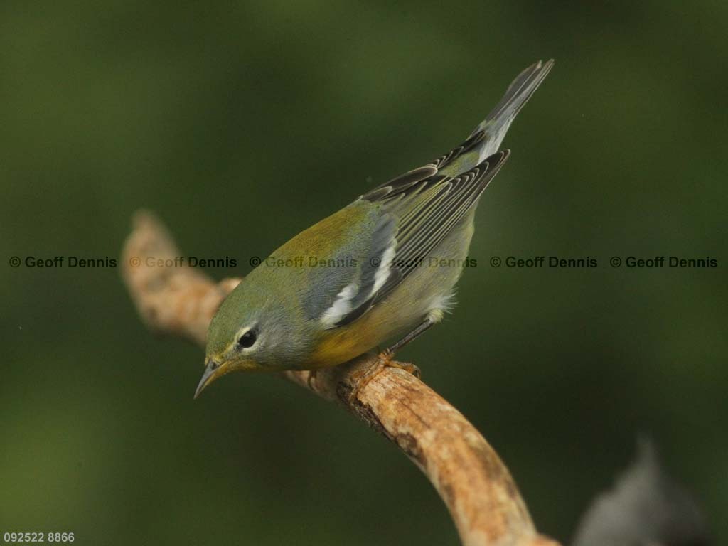 NOPA-CK_Northern-Parula