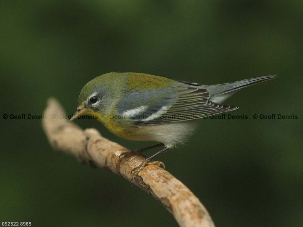 NOPA-CL_Northern-Parula