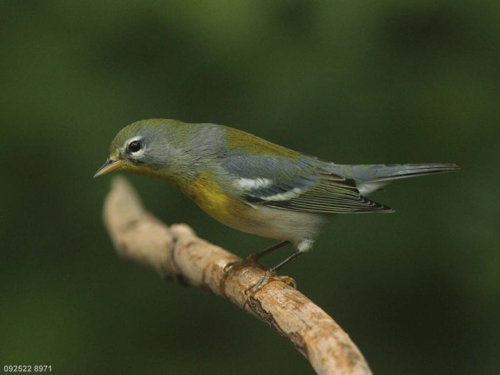 NOPA-CM_Northern-Parula
