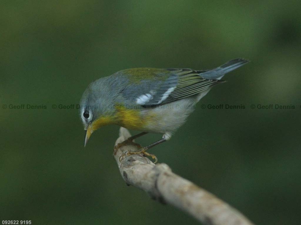 NOPA-CN_Northern-Parula