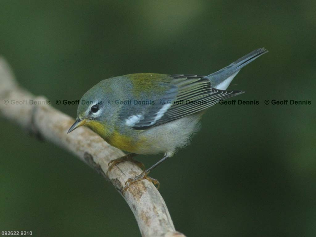 NOPA-CO_Northern-Parula