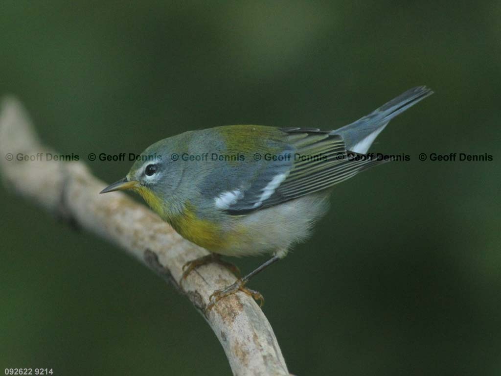 NOPA-CP_Northern-Parula