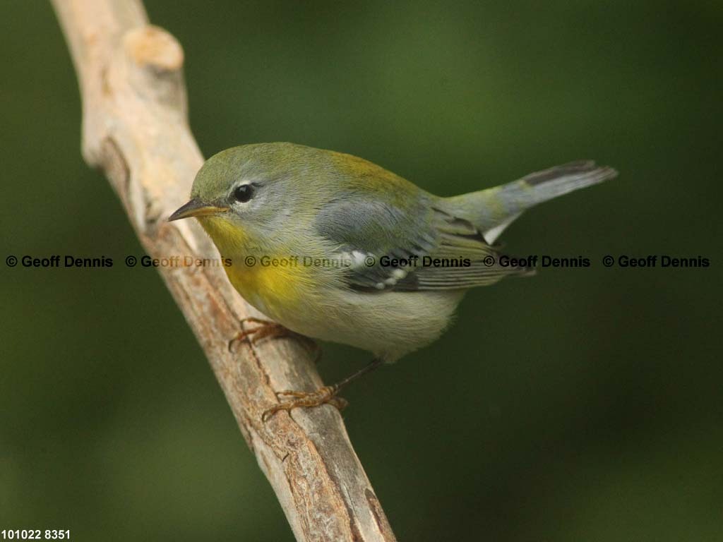 NOPA-CQ_Northern-Parula