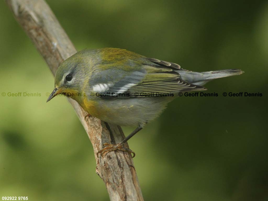 NOPA-CR_Northern-Parula