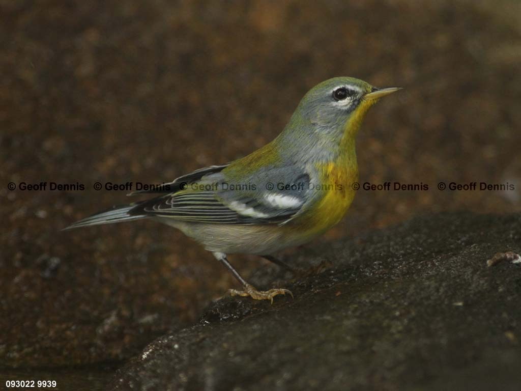 NOPA-CS_Northern-Parula
