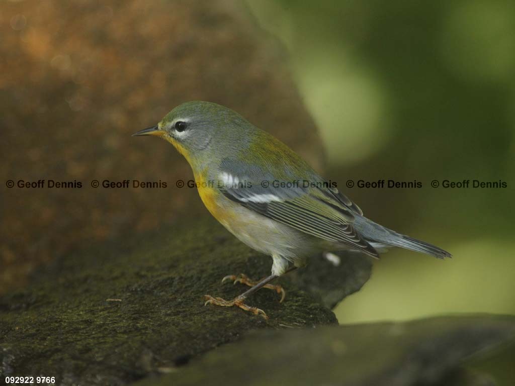 NOPA-CT_Northern-Parula