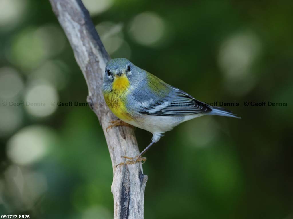NOPA-CU_Northern-Parula