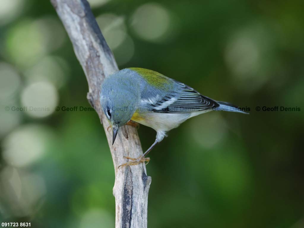 NOPA-CU_Northern-Parula