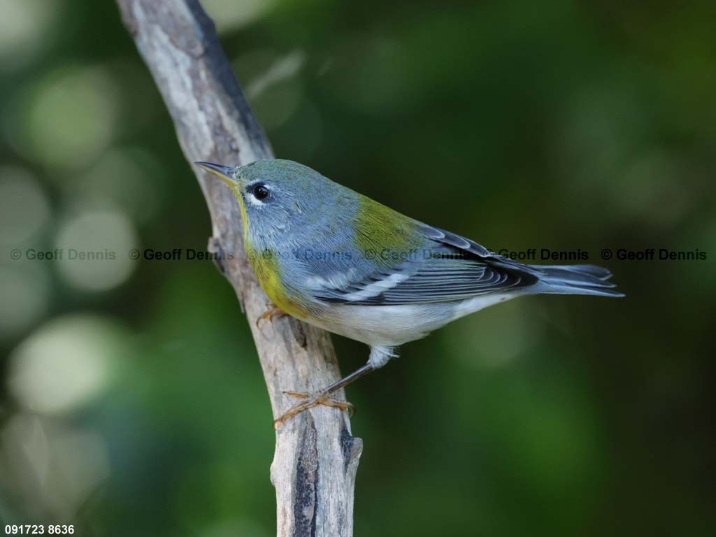 NOPA-CW_Northern-Parula
