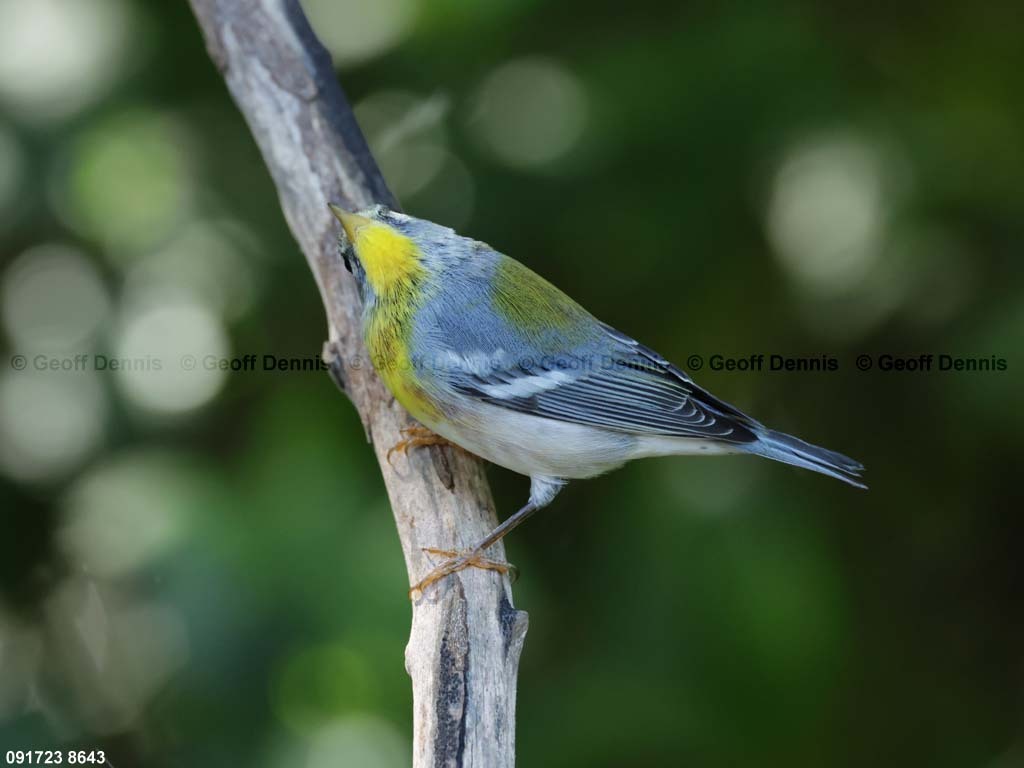 NOPA-CX_Northern-Parula